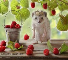 Hedgehog Wallpapers HD 스크린샷 1
