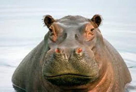 Hippo chat for Android - APK Download