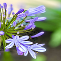 ”Agapanthus africanus flowers