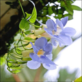 How to grow Blue trumpet vine