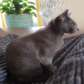 How to take care of Korat cats