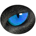 IB Browser