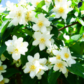 Jasmine Wallpaper