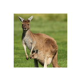 Jump Kangaroo Jump icono