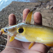 KERALA FISH