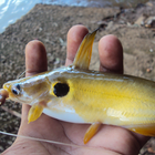 KERALA FISH biểu tượng