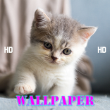 Kucing Imut Lucu Wallpaper