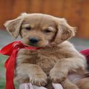 Labrador Retriever Live Wallpaper APK