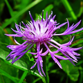 Monarda Wallpaper