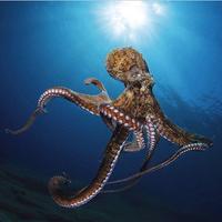 Octopus Wallpapers HD 海报