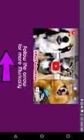 Pet Animal Musical.ly Funny Vines Boss Compilation capture d'écran 1