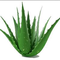 Produits d'Aloevera - Forever Maroc ảnh chụp màn hình 1