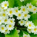 Primrose Wallpaper