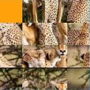 Adve Guess APK