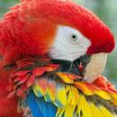Scarlet Macaws Wallpapers HD APK
