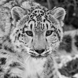 Snow Leopard Wallpapers HD