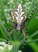 Spiders Wallpapers HD 스크린샷 1