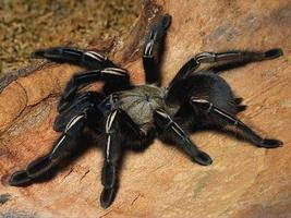 Spiders Wallpapers HD 스크린샷 3