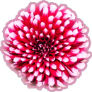 Tap Dahlia Flower APK
