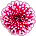 Tap Dahlia Flower أيقونة