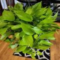 The pothos plant prosperous