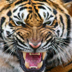 Tiger Browser