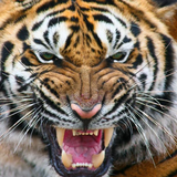 Tiger Browser 圖標