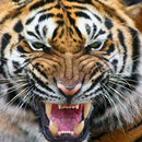 Tiger Browser APK