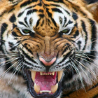 Tiger Browser biểu tượng