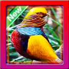 Wallpaper Birds آئیکن