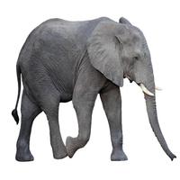 Wild Animal Puzzle screenshot 1