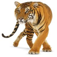 Wild Animal Puzzle screenshot 2