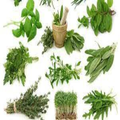 benefits of rosemary book