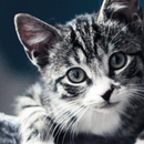 +5000 Animal Wallpapers APK
