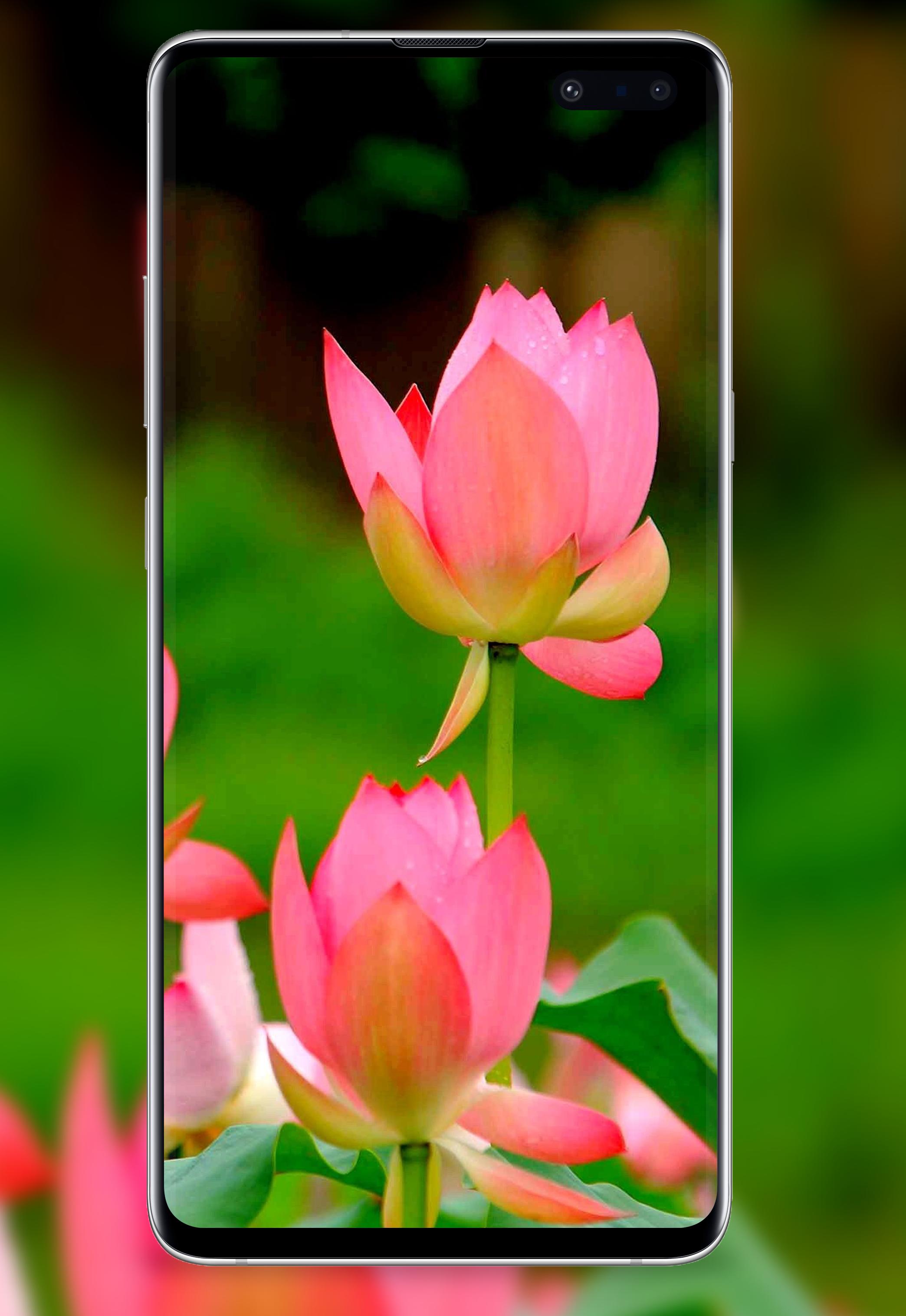 4K Flower Wallpapers - Rose HD Wallpaper - WallZ APK for Android Download 4K Flower Wallpapers - Rose HD Wallpaper - WallZ APK for Android Download