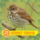 Hermit Thrush Bird Sounds Ringtones Offline APK