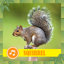 Squirrel Sounds Ringtones Offline APK