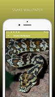 Amazing Snake Wallapapers HD screenshot 2