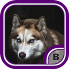 Amazing Wolf Wallpapers 4K أيقونة