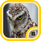 Awesome Owl Wallpapers HD أيقونة