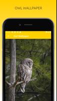 Awesome Owl Wallpapers HD الملصق