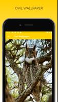 Awesome Owl Wallpapers HD تصوير الشاشة 2