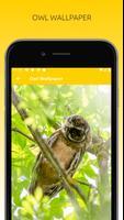 Awesome Owl Wallpapers HD تصوير الشاشة 3