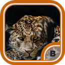 Awesome Leopard Wallpapers HD APK
