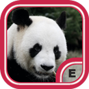 Cute Panda Wallpapers HD APK