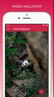 Cute Panda Wallpapers HD الملصق