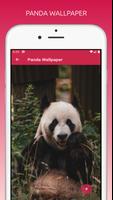 Cute Panda Wallpapers HD capture d'écran 1
