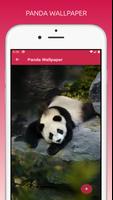 Cute Panda Wallpapers HD capture d'écran 2