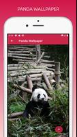 Cute Panda Wallpapers HD تصوير الشاشة 3