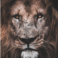 Lion - King Of the jungle wallpapers